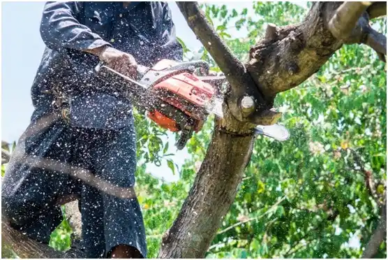 tree services Emigration Canyon